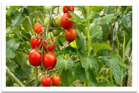 Найкращі сорти помідор - яке насіння купити в Україні — УНІАН